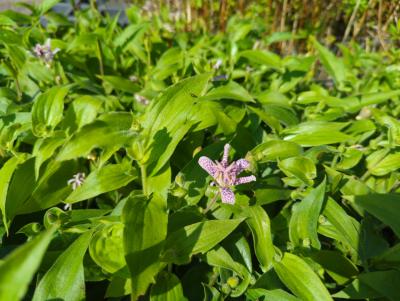 Bild von /bilder/bluehapp/thumb/trih_Tricyrtis_hirta_P-6961000001_T-b_Y-24_K-36_75234_aktiv_.jpg